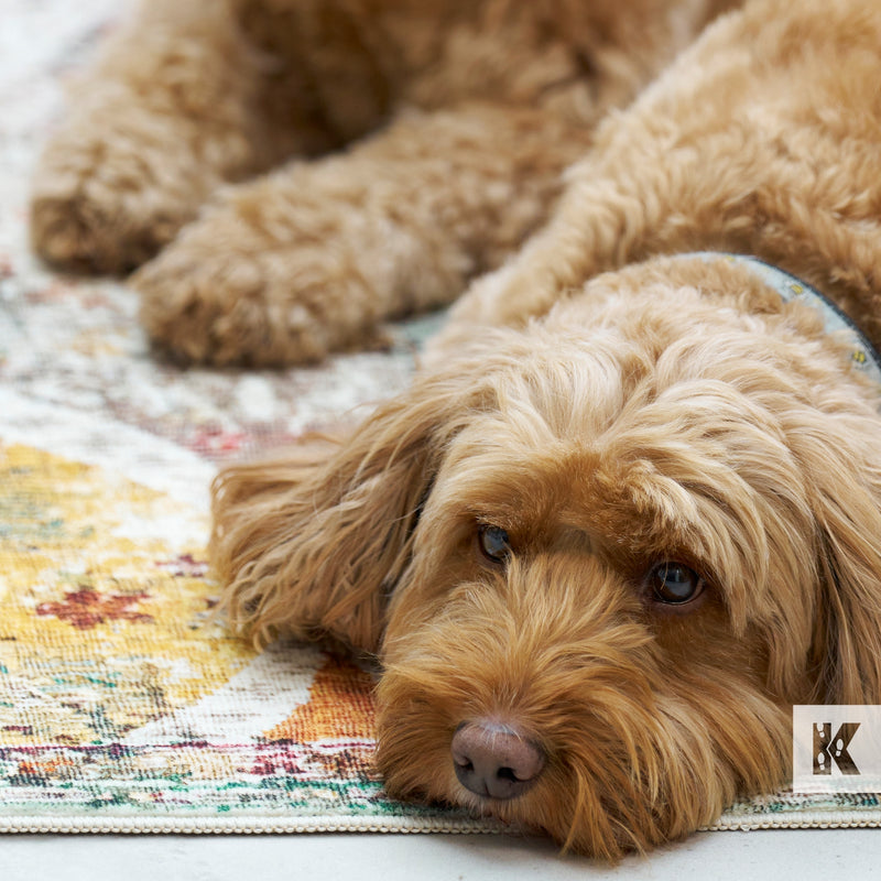 Brown dog lying on a colorful rug